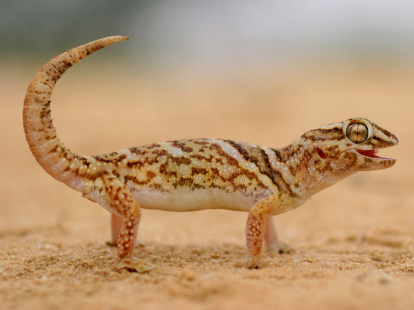 Leopard Geckos – Exotic Bird Hospital