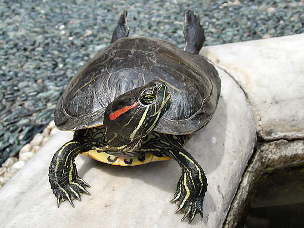 Are Red Eared Slider Turtles Aggressive? 2